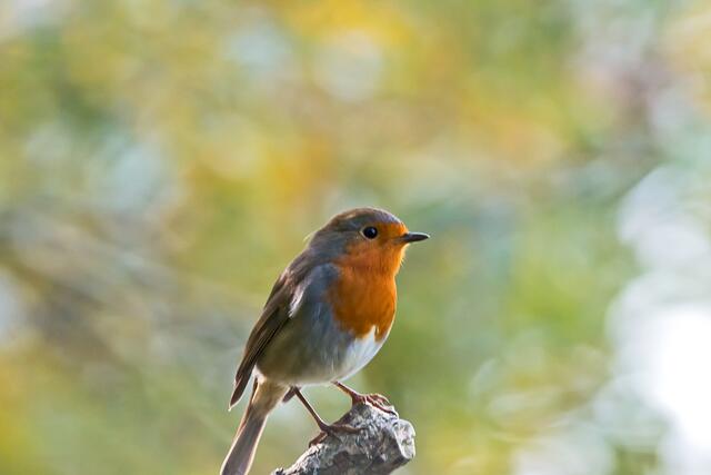 Rotkehlchen auf dem Ast
