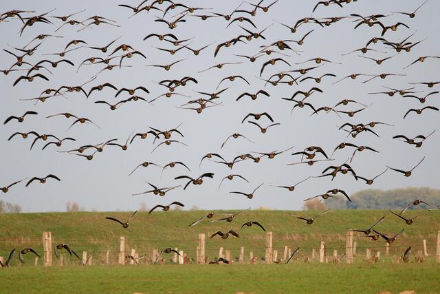 Wildgänse im Flug
