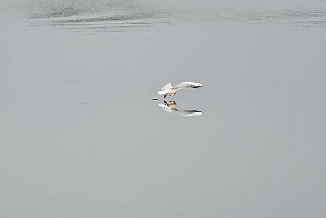 Möwe spiegelt sich im Wasser