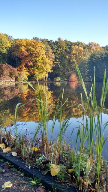 Ein bisschen Indiansummer am Stadtweiher.  | Foto: Foto: M. Thöne