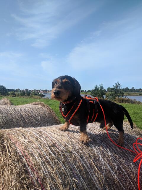Praktisch, dass der Bauer direkt dort seine Heuballen zusammengerollt hat: Dackel Moritz liebt es, den vollen Überblick zu haben. Marion Watermann aus Langenfeld hat den Moment festgehalten. | Foto: Foto: Marion Watermann