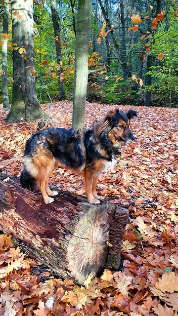 Buntes Herbstlaub soweit das Auge blicken kann: Herbert Schulz und sein Hund Kylie schicken uns sonnige Grüße aus dem Hildener Stadtwald am Fischteich.  | Foto: Foto: H. Schulz