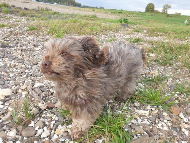 Laub gibt es am Rhein eher wenig - dafür aber Herbstwind. Den lässt sich Hündin Mila mal so richtig um die Nase wehen. Herrchen Jorge Gama hat den Wohlfühlmoment seines Lieblings auf diesem Foto festgehalten.  | Foto: Foto: J. Gama
