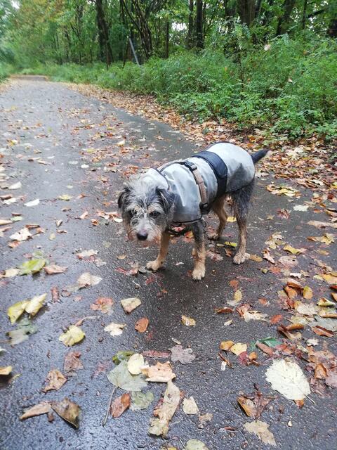 Auch das ist der Herbst: Nasse Blätter auf feuchtem [umbruch]#%[/umbruch]Boden. Trotz des Schmuddelwetter freut sich Lou -wetterfest bemantelt - in der Natur zu spazieren - glaubt Frauchen Carmen Marx. | Foto: Foto: Carmen Marx