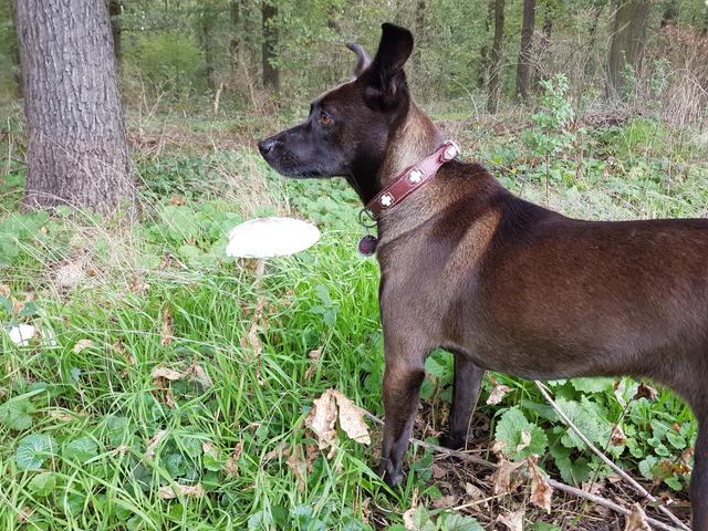 Gilda Küppers war mit ihrer Hündin Carla auf Pilzsuche im Knipprather Wald. Ob das gefundene Exemplar zum Verzehr geeignet ist? Keine Ahnung. Hauptsache es gibt beim Spaziergang eine kleine Aufgabe.  | Foto: Foto: Gilda Küppers