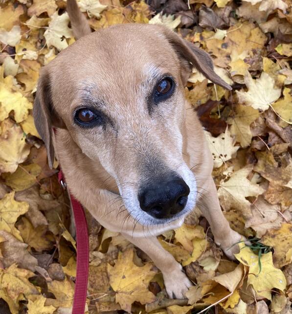Jack trägt in dieser Jahreszeit Tarnfarbe und ist im herbstlichen Laub, auch für Frauchen Stephanie Koch, manchmal kaum zu finden.  | Foto: Foto: S. Koch