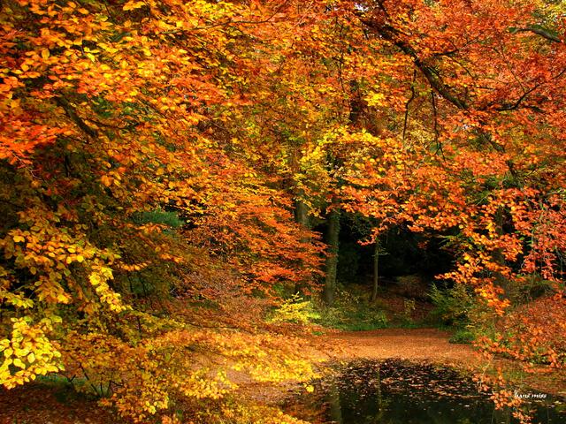 Nicht nur Bilder von Hund und Katze sind bei uns willkommen. Wir freuen uns auch über schöne Naturaufnahmen, wie die von Hans Miss aus Langenfeld.  | Foto: Foto: Hans Miss