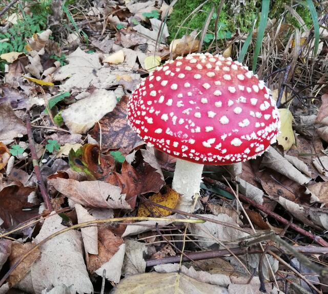 Es ist Pilz-Zeit im Hildener Stadtwald! Der Pilz ist zwar giftig, aber zauberhaft, findet Christina Ellwanger und hat für uns ein Foto gemacht.  | Foto: Foto: Ellwanger
