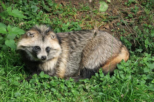 Marderhund