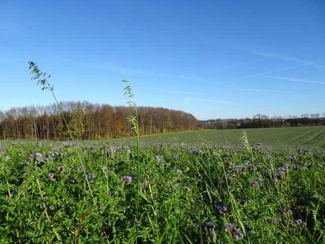 Dieses Feld blüht noch herrlich blau , passend zum Himmel.