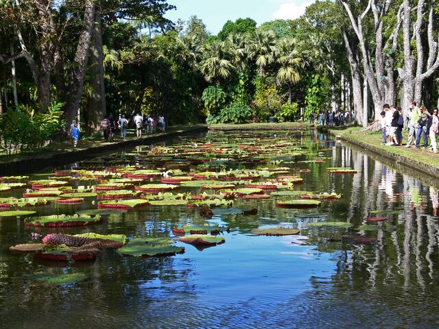 Im botanischen Garten von Pampelmousses