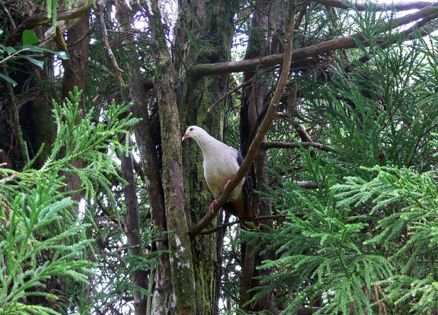 Pink Pidgeon im im Black River Georges National Park