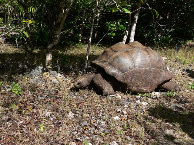 Mauritius-Riesenschildkröte auf der Ile aux Aigrettes