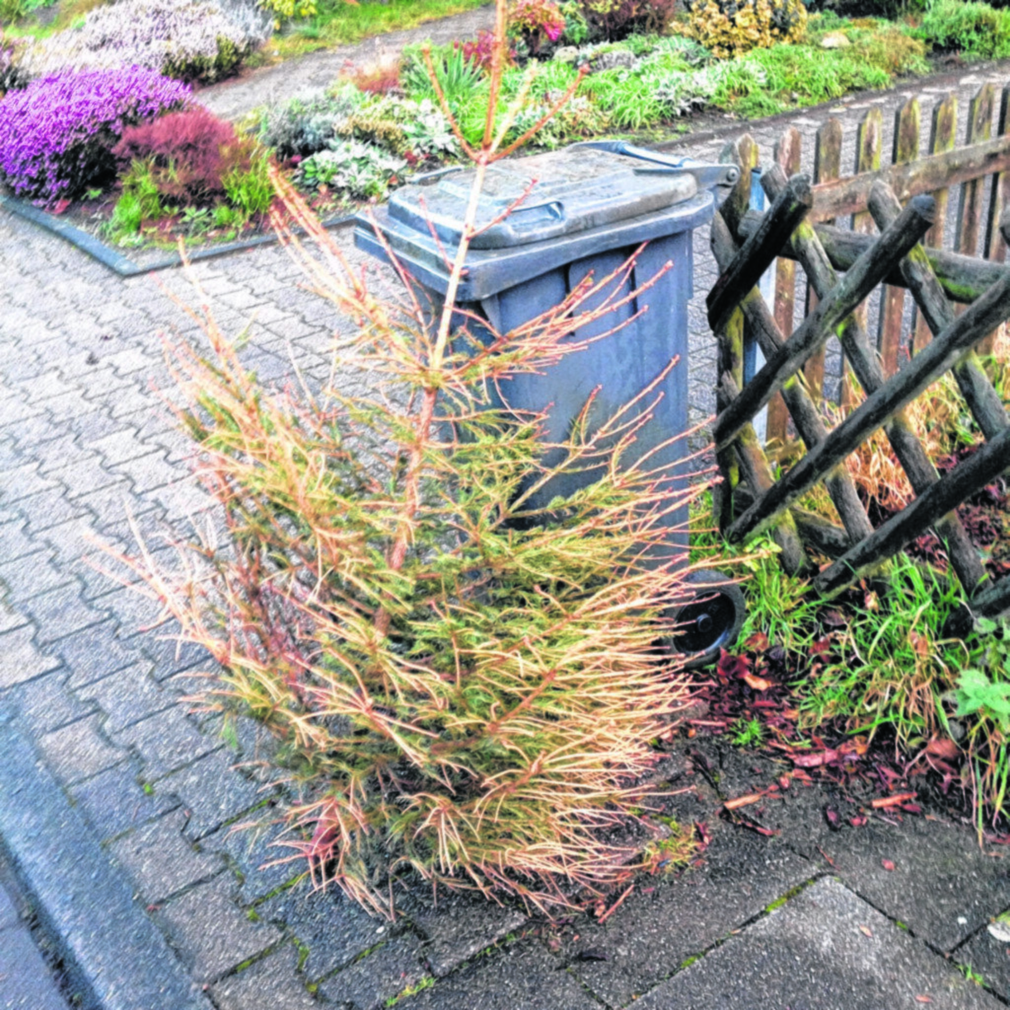 Tannenbaum-Abhol-Aktion am Samstag, 9. Januar, ab 9 Uhr in Marienthal