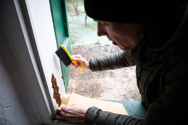 Ein Mitarbeiter der Meister Lampe Wildtierhilfe bei der Umsiedlung der Marienkäfer. | Foto: Fabian Rapp