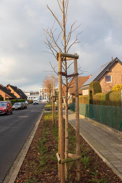 Der amerikanische Amberbaum als Ersatzpflanzung wächst in unseren Breiten etwa 40 cm pro Jahr