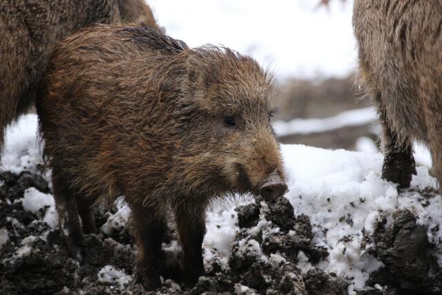 Die Wildschweine tollen im Saugatter. Süß.