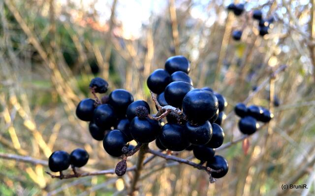 Beeren am Strauch im Licht! ♥
*