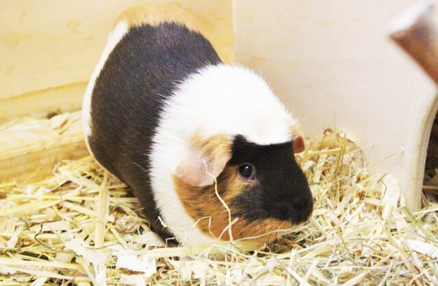 Wer gibt den süßen Meerschweinchen ein liebevolles Zuhause? Foto: Tierheim Essen