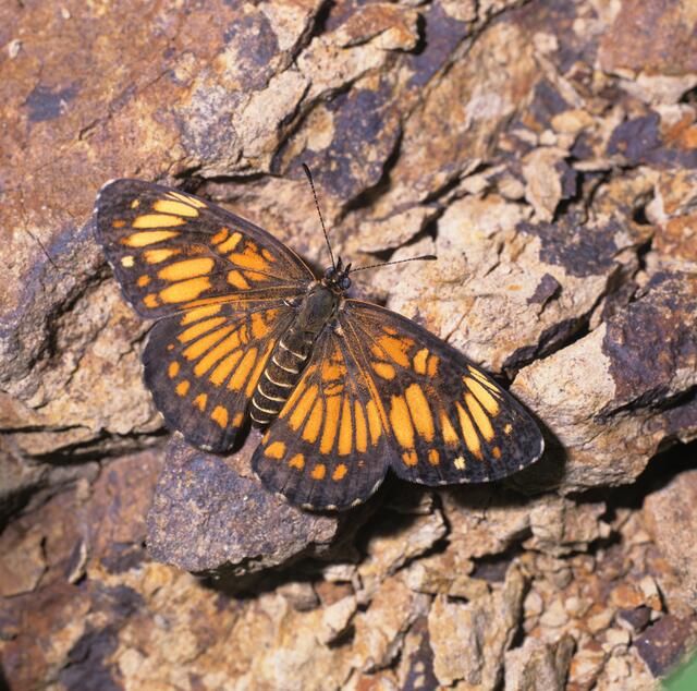 Chlosyne ezra (HEWITSON, 1864), Ezra Checkerspot, Costa Rica, beim Sonnenbad auf einer kleinen Lichtung im Regenwald.
