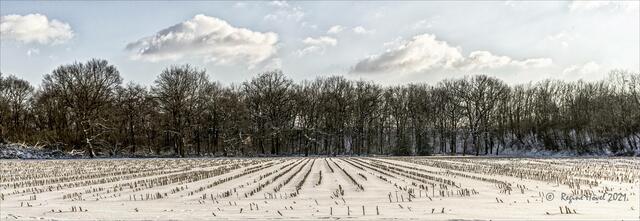 Ein Stoppelacker - wo nicht verweht, lag 30 cm Schnee darauf - -
