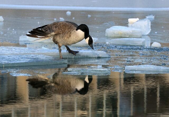 Die Gänse sind die ersten, die sich wieder ans Wasser trauen und neugierig schauen, was dort veranstaltet wurde. | Foto: Britta Müller