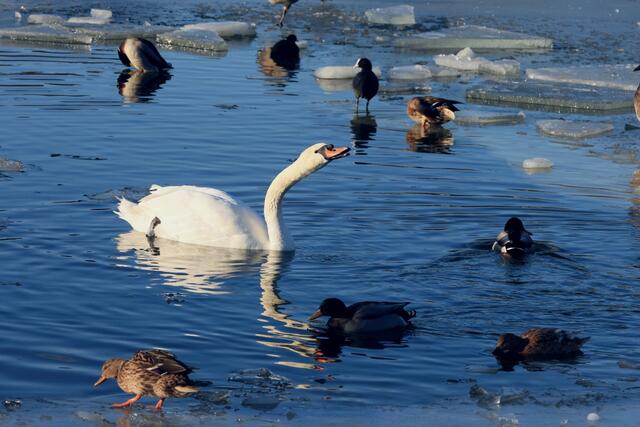 Alles bestens, es ist wieder viel Platz zum Baden und Trinken. Die Wasservögel sind zufrieden mit der Arbeit der Eiswehr. | Foto: Britta Müller