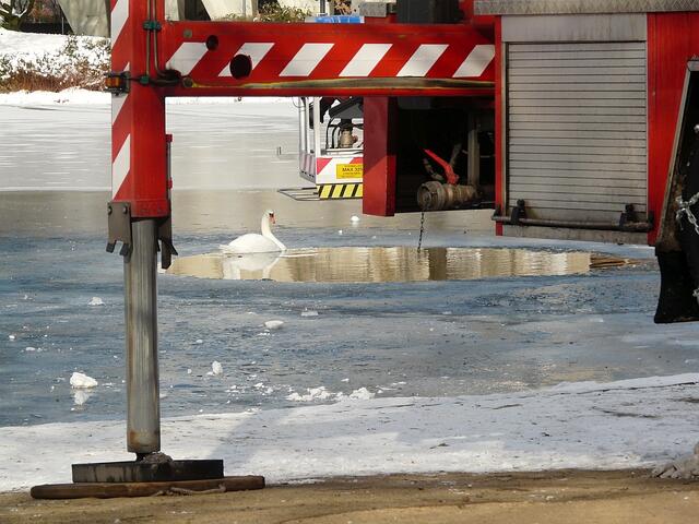 Der Schwan beobachtet das Geschehen aus seinem Wasserloch. Dort fühlt er sich immer noch am sichersten. | Foto: Britta Müller
