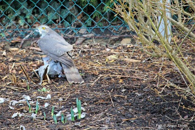 Eine spannende Beobachtung Sperber schlägt Türkentaube im Garten Unna