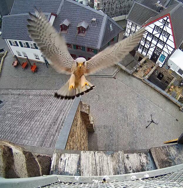Das Foto zeigt das Turmfalkenmännchen im Anflug auf den Turm der Petrikirche. Von solchen imposanten Momentaufnehmen wird es in den kommenden Wochen noch einige geben.
Foto: PR-Foto Köhring