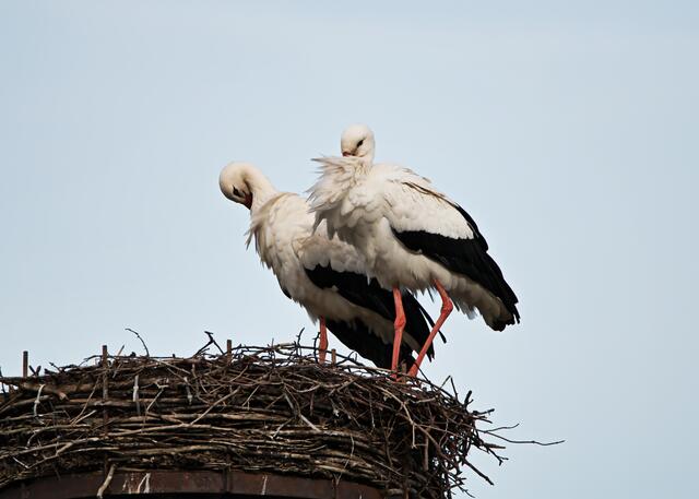 Storchenpaar