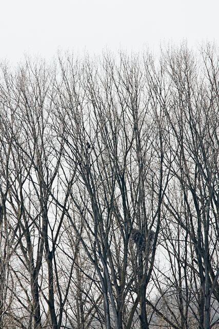 Seeadler auf dem Ast
ca.  800m entfernt