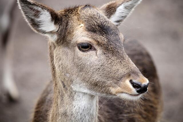 Wildtiere - hier ein Themenbild mit einer Dammwild-Kuh - brauchen Ruhe.