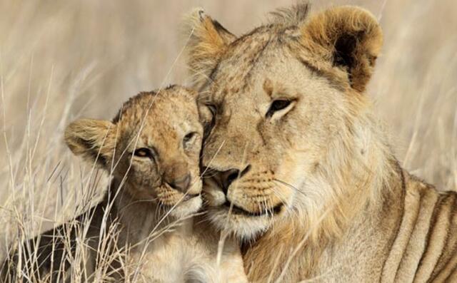 Das Team der SAVE Wildlife Conservation Fund Stiftung setzt sich für den Artenschutz ein, damit unter anderem die Löwenpopulation in Afrika nicht weiter zurückgeht.