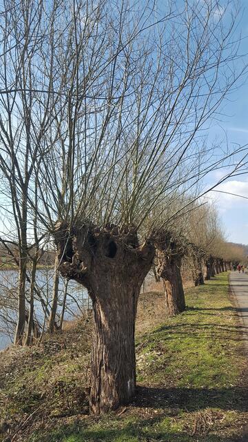Kopfweiden müssen regelmäßig beschnitten werden, um Astbruch zu vermeiden.
Foto: Henschke