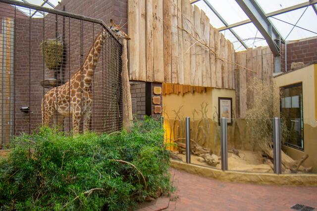 Maoli beobachtet die Erdmännchen, ihre neuen Nachbarn in unserem Zoo. | Foto: Marcel Stawinoga/Der Zoolotse