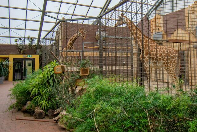  Maoli (r.) und Zikomo im Giraffen-Haus. | Foto: Marcel Stawinoga / ZOO Dortmund