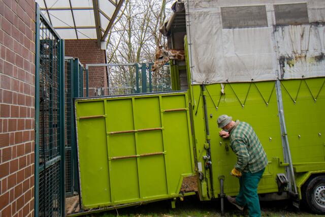 Maoli schaut aus dem Transportanhänger ins Dortmunder Giraffenhaus.