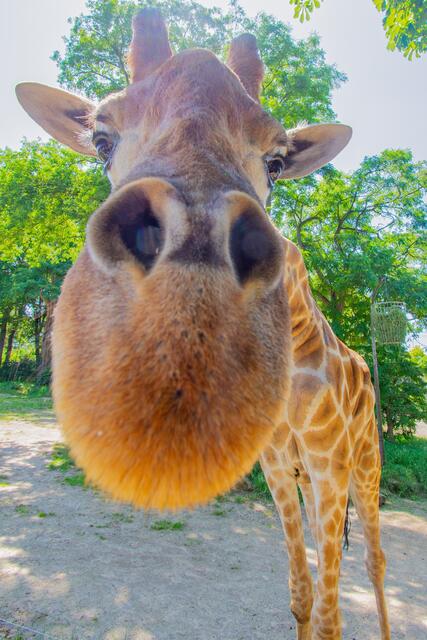 Maolis künftiger Mitbewohenr Zikomo, der am 24. März 2013 in unserem Zoo zur Welt kam. | Foto: Marcel Stawinoga/Der Zoolotse