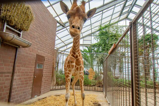 Maoli kurz nach der Ankunft im Stall. | Foto: Marcel Stawinoga/Der Zoolotse