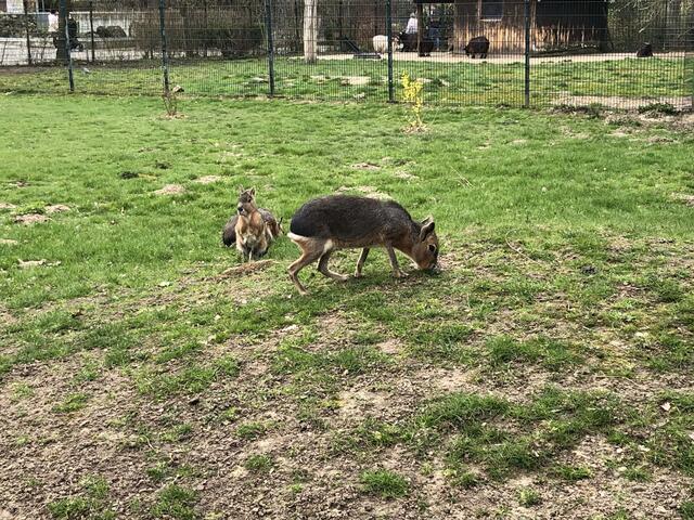 Drei Große Maras sind im März in den Zoo an der Tiergartenstraße gezogen.