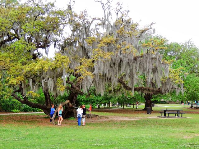 New Orleans - Ein Park im Garden District
Das ist eine Lebenseiche