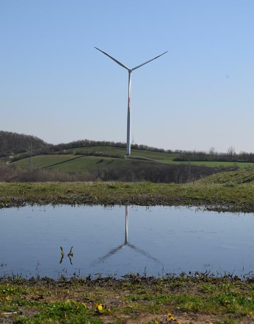 Das Windrad spiegelt sich in einer großen "Pfütze", davor blüht Huflattich