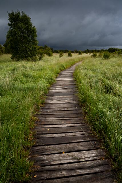 Bohlenweg im Hochmoor "Ewiges Meer" bei Aurich in Ostfriesland