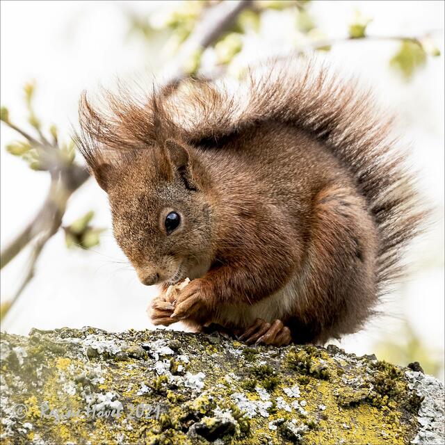 "Das schmeckt mir!" - Das Eichhörnchen futtert genüsslich ...
