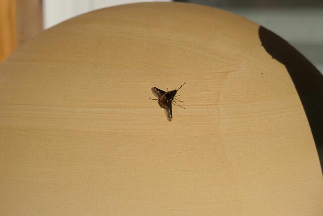 Größenvergleich: Die kuppelförmige Keramik, auf der der Wollschweber sein Sonnenbad nimmt, ist ca. 15 cm hoch. Die aufgenommene Wärme kann er dann für sehr schnelle und wendige Flüge nutzen.
