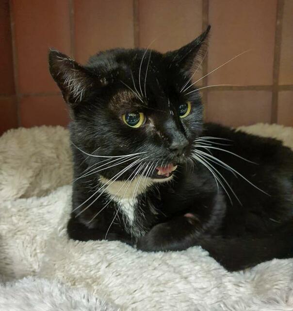 468: Katze, weiblich; gefunden am  12. April in Altendorf. Die Katze hat sich anscheinend in tierärztlicher Behandlung befunden, da beide Vorderbeinchen rasiert waren. Leider konnte die Katze, trotz intensiver Behandlungen, nicht therapiert werden. Nur wenige Tage nach dem Auffinden ist das Kätzchen leider über die Regenbogenbrücke gegangen.