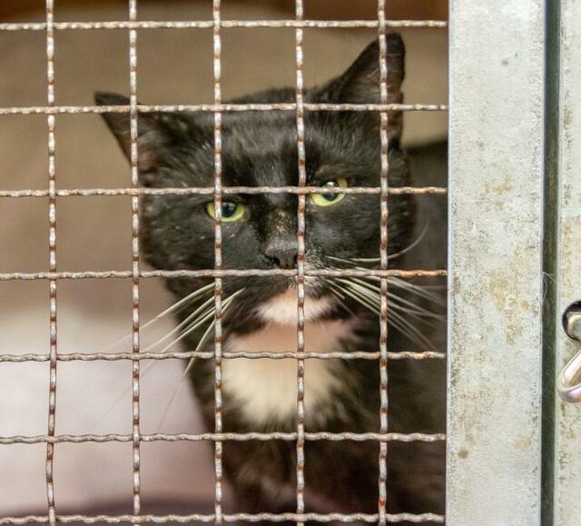 466: Kater, nicht kastriert; gefunden am 11. April am Düschenhofer Wald in Byfang