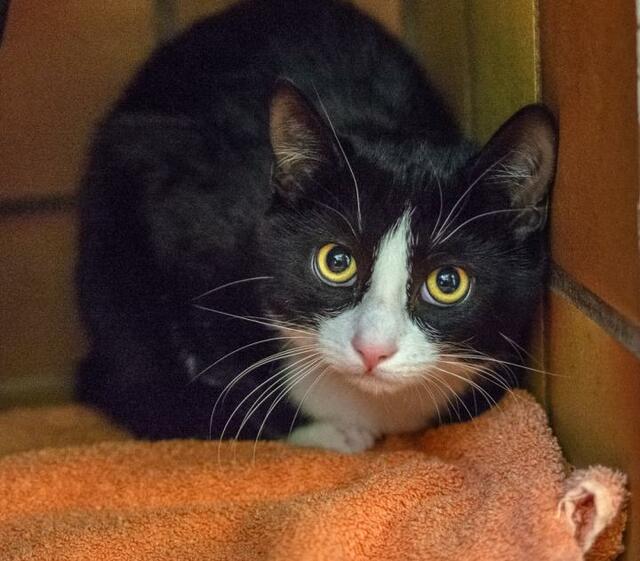 482: Katze, weiblich; gefunden am 13. April am Juistweg  auf der Essener Margarethenhöhe. Die Katze wurde in ihrer Transporttasche aufgefunden.