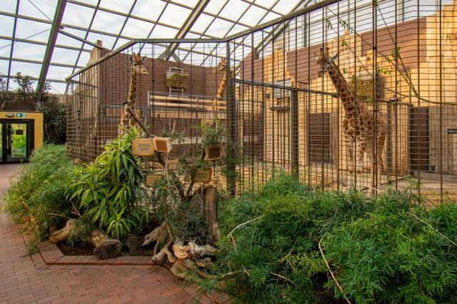 Ab Montag müssen Zoobesucher ein negatives Corona- Testergebnis, das nicht älter als 24 Stunden ist, nachweisen. Eine Ausnahme gibt für Kinder unter 6 Jahren.
